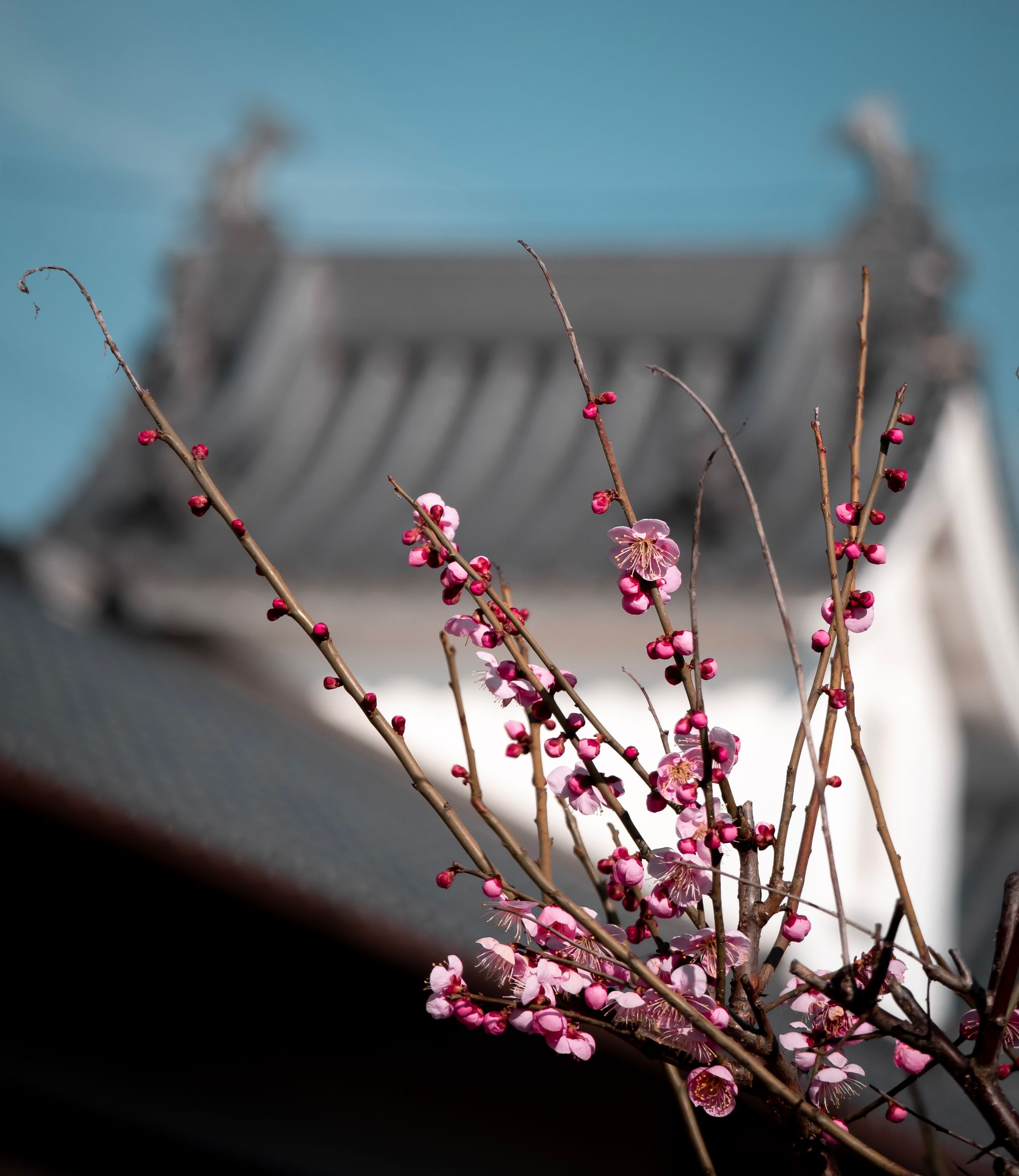 An afternoon cycling around Kashiba