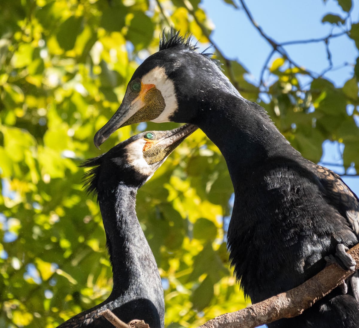 Bird Watching and Wabune