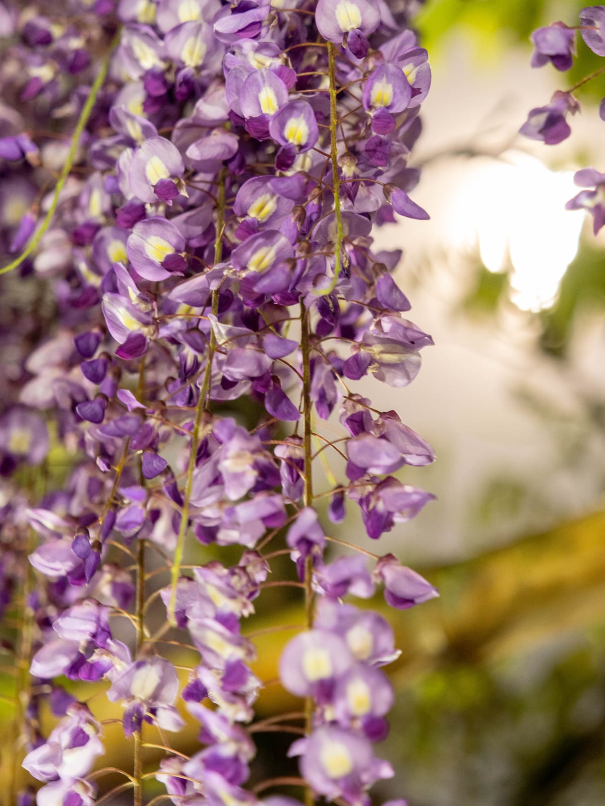 Wisteria in Kameido