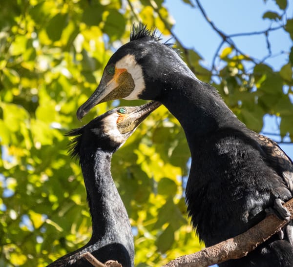 Bird Watching and Wabune